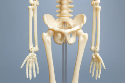 Anatomical skeleton model, skeletal system on gray background