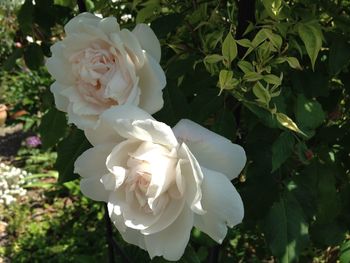 Close-up of rose blooming outdoors