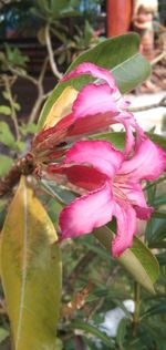 Close-up of pink flowering plant