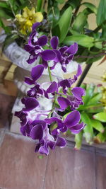 Close-up of purple flowers