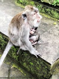 Monkey sitting on rock