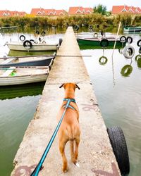 Dog standing in swimming pool