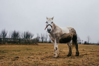 Horse standing on field against gray sky