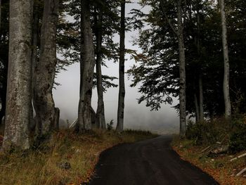 Road amidst trees in forest