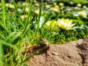 Close-up of lizard on grass