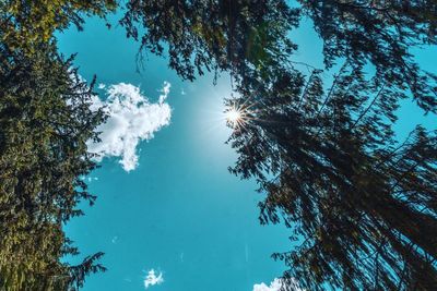 Low angle view of sunlight streaming through trees