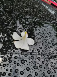 High angle view of raindrops on white flowering plant