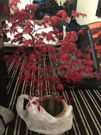 Close-up of red flowers