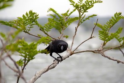 Bird perching on a tree