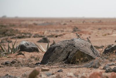 Birds perching on rock at desert