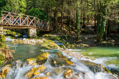 Bridge over river in forest