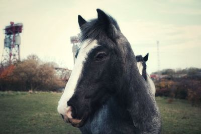 Close-up of a horse