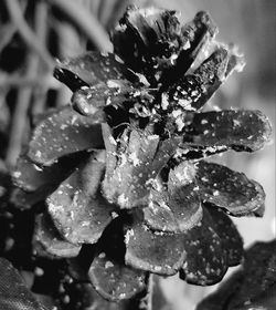 Close-up of flower