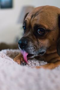 Close-up portrait of dog relaxing at home