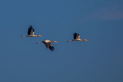 Low angle view of birds flying in sky