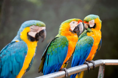 Close-up of gold and blue macaws