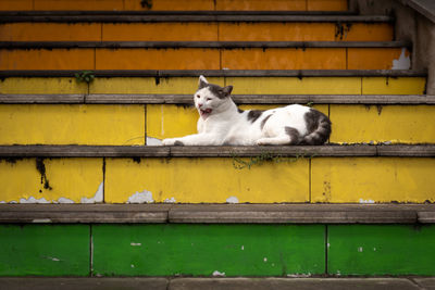 Street cat istanbul