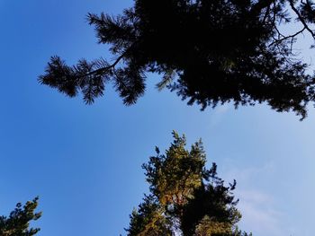 Low angle view of tree against clear blue sky