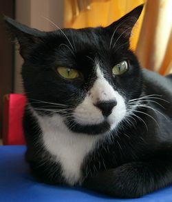 Close-up portrait of cat at home