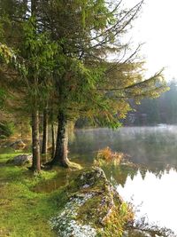 Scenic view of lake in forest