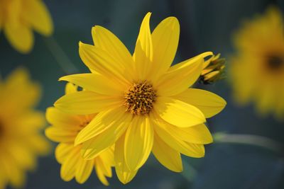 Close-up of yellow cosmos flower blooming outdoors