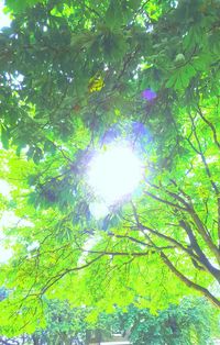 Low angle view of tree