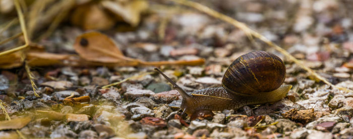 Close-up of snail on ground