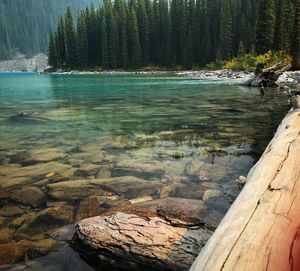 Scenic view of lake in forest