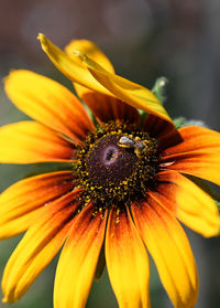 Close-up of yellow flower