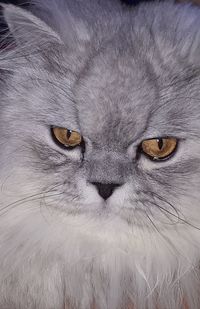 Close-up portrait of cat