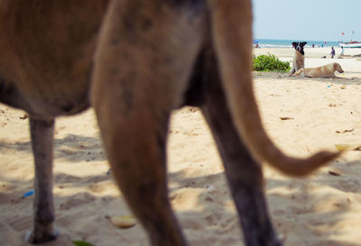 Low section of horse standing on beach