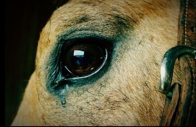 Close-up of horse eye