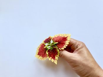 Person holding apple against white background