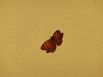 High angle view of butterfly on yellow leaf