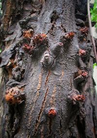 Close-up of insect on tree trunk