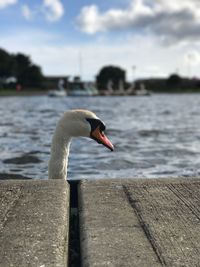 Close-up of swan swimming on lake