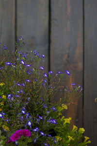 Close-up of flowers against blurred background