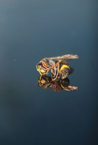 High angle view of bee