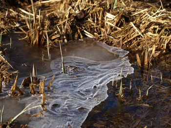 High angle view of dry plants on land