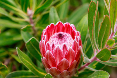 Close-up of protea on plant