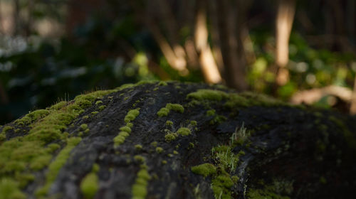 Close-up of moss on tree trunk