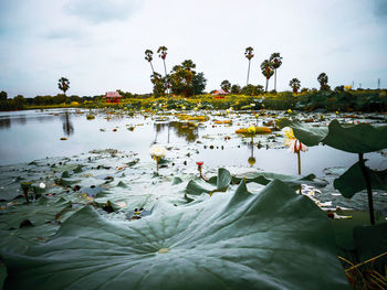 Lotus water lily in lake against sky