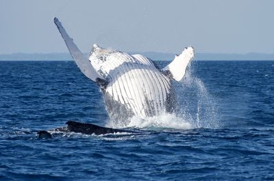 View of turtle in sea against sky