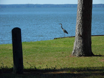 Bird perching on wooden post by lake against sky