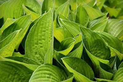 Close-up of green leaves