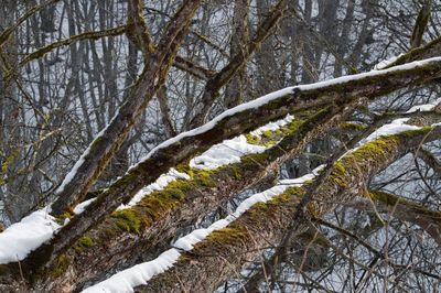 Close-up of frozen tree in forest