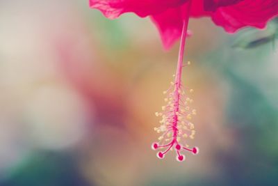 Close-up of pink flowering plant