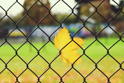 Close-up of chainlink fence