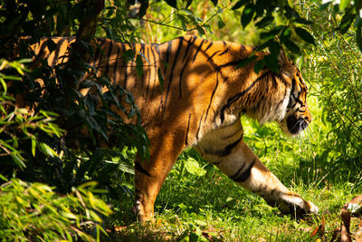 Close-up of tiger