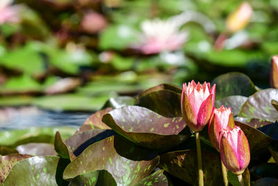 Close-up of pink lotus water lily